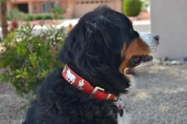 Overstock Sale! 1 1/2" Large Contemporary Swiss Dog Collar