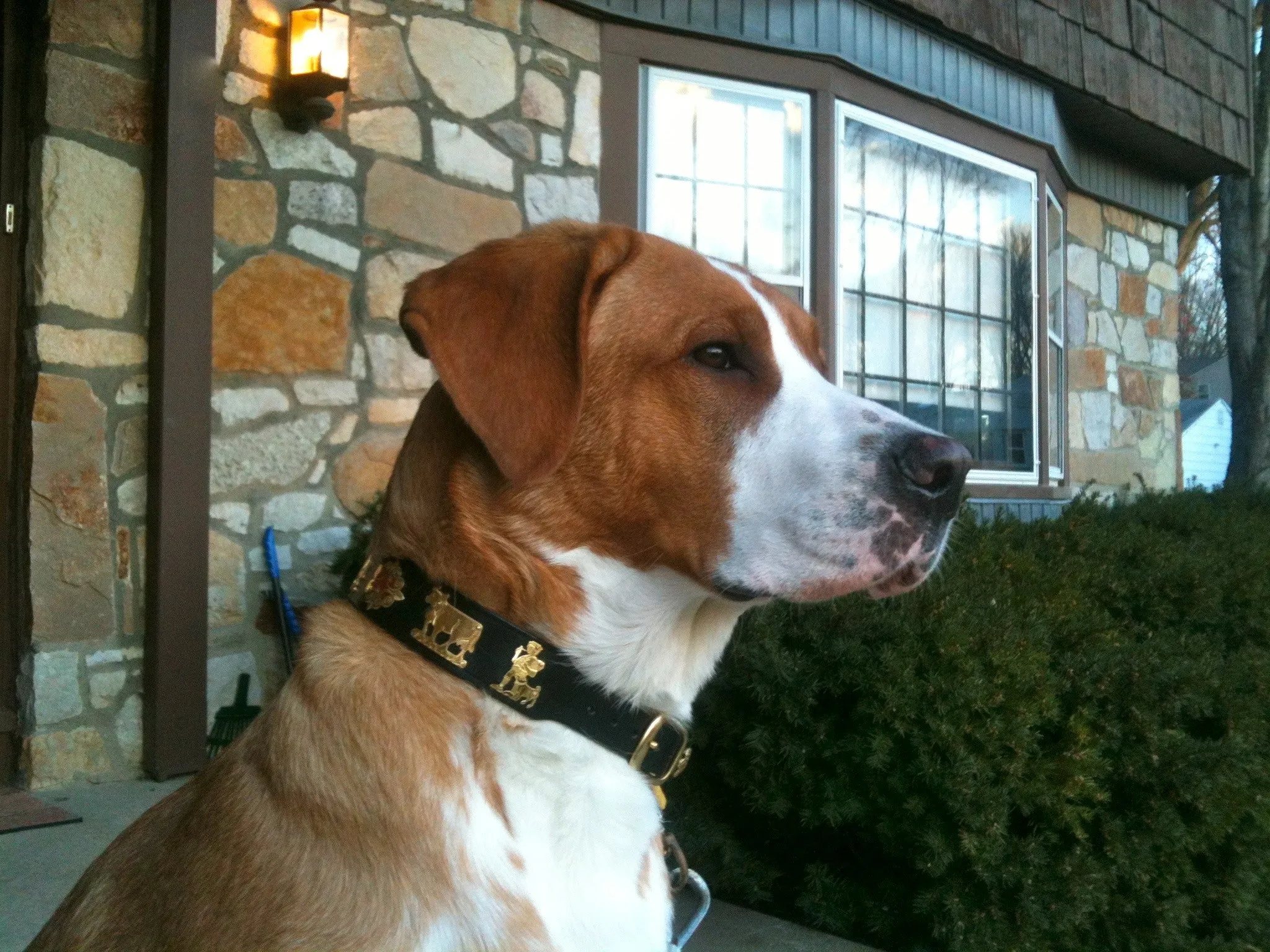 Overstock Sale! 1 1/4" Medium Contemporary Swiss Dog Collar